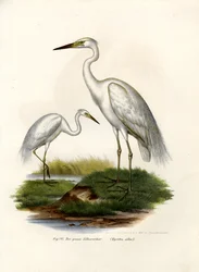 Garza blanca grande, 1864